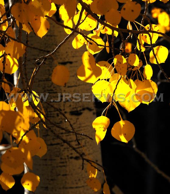 Aspen Colors.jpg